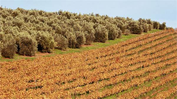 Olive Oil Production in Winter and Wine in Summer Fit Together like a Hand in a Glove